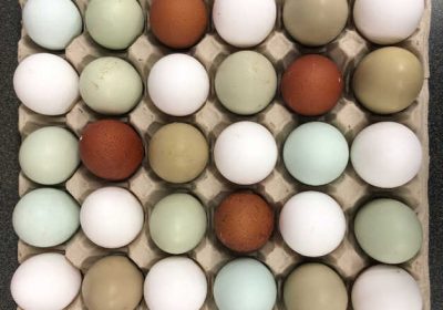 Free Range Eggs in Bedford